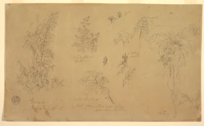 Botanical Sketches, "near Jorje", July 23, 1857