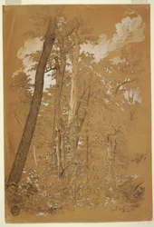 Drawing, Chestnut Trees on Goat Island, Niagara River, New York, August 1858