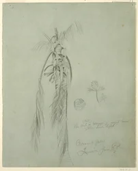 Coconut Palm, Jamaica, June 14, 1865