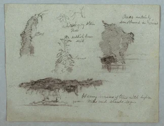 Details of Flowers, Plants and Trees Along a River Bank, Rio Magdalena, Colombia, 1853, probably May