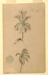 Two Sketches. Palms, 1857