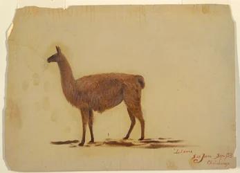 Ecuador, San Juan (Chimborazo), Llama, September 1853