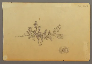 Evergreen Tree, 1844