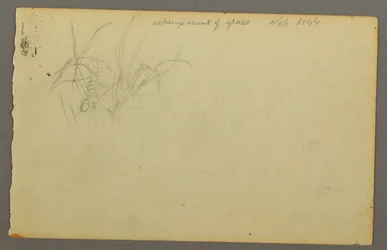 Grasses, 1844