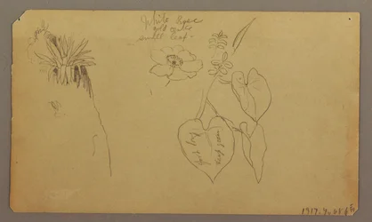 Landscape; Verso: Botanical Sketches, 1865