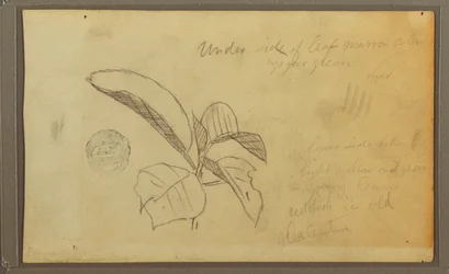 Leaves, 1857