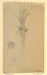 Leaves and Stem of a Palm Tree, Aspinwall, Panama, May 15, 1857