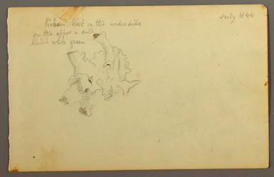 Lichen, 1844