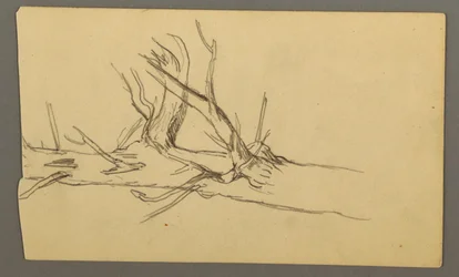 Middle Section of a Dead Tree Trunk, 1877
