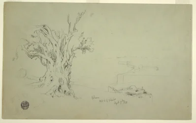 Olive Tree, Mount of Olives, April 1868