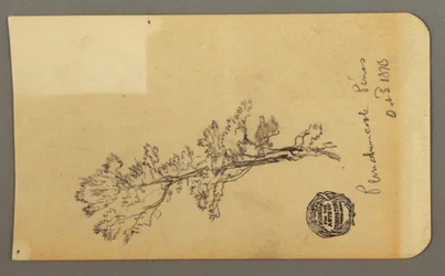Pine Tree, October 3, 1878