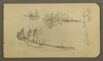 Pine studies, 1878