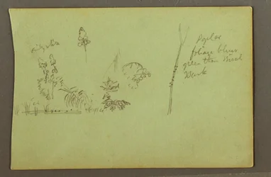 Plant Studies, possibly 1856