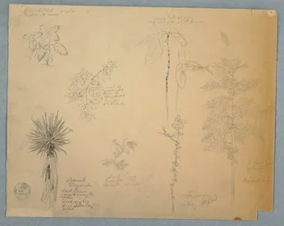 Spanish Bayonet with a Tree and Five other Plant Studies, Jamaica, May 1865