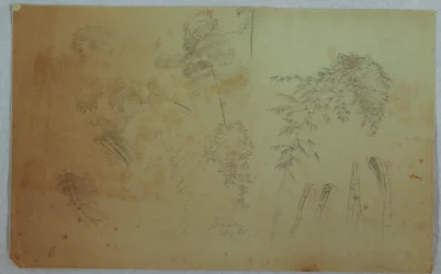 Studies of Tree Tops and Bamboo, Jamaica, August 1865