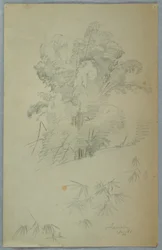 Studies of Trees and Boughs, Jamaica, August 1865