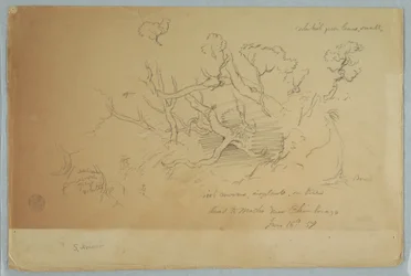 Studies of Trees and Rocks, Road to Mocho near Chimborazo, Ecuador, June 16, 1857