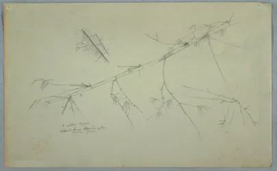 Study of Bamboo, Jamaica, May–August 1865