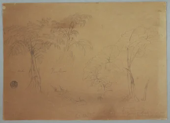 Study of Two Trees and Three Plants, near Jorje, Ecuador, July 23, 1857