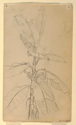Study of a Long-leaved Plant, May and June 1857