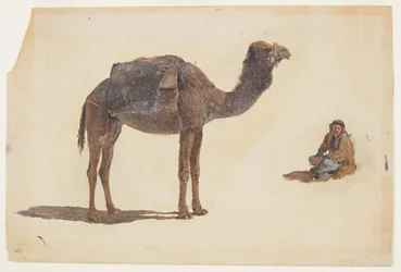 Study of a dromedary, 1868