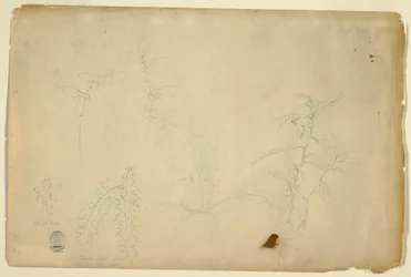 Thorns and Thistles, July 1844