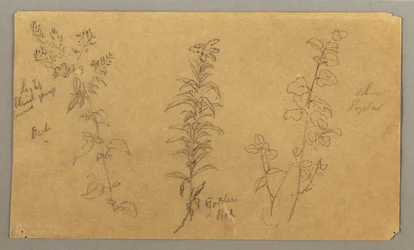 Three Plant Studies, October 1865
