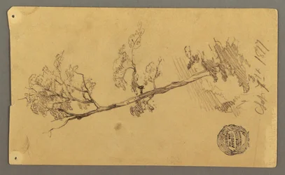 Tree, 1877