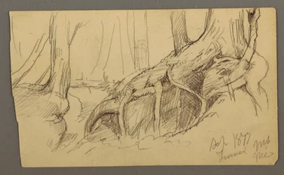 Tree Roots Growing Over a Boulder (Turner Mountain), 1877