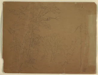 Trees, Grand Manan Island, Canada, 1851
