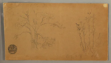 Trees and Plants, Elecampene, September 1856