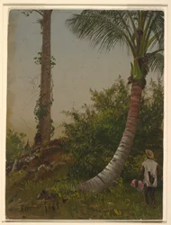 Trees in Jamaica, West Indies, 1865