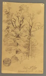 Two Trees, 1877