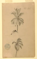 Drawings. Two sketches. Palms.