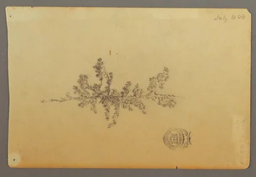 Evergreen Tree