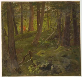 Forest in Jamaica