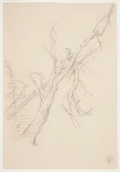 Gnarled Dead Tree
