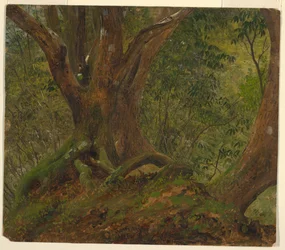 In the Woods, Jamaica