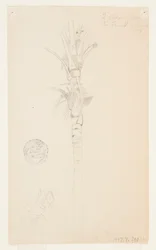 Leaves and Stem of a Palm Tree, Aspinwall, Panama
