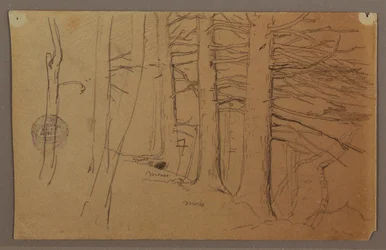 Lower Parts of a Group of Trees Growing on a Slope