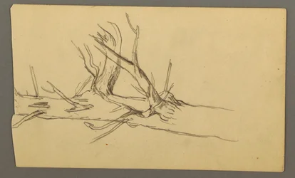 Middle Section of a Dead Tree Trunk