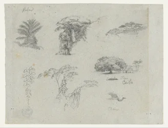 Sketches from South America. Botanical sketches. Flying crane.