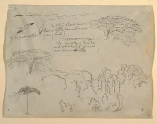 Studies of Birds and Trees seen from the Rio Magdalena, Colombia