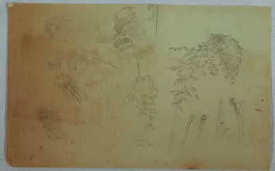 Studies of Tree Tops and Bamboo, Jamaica
