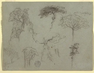 Studies of Trees, Ecuador