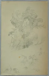 Studies of Trees and Boughs, Jamaica