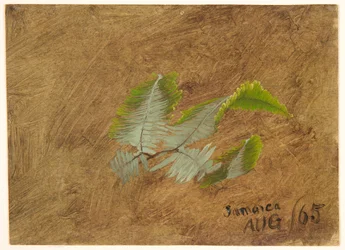 Study of Fern, Jamaica