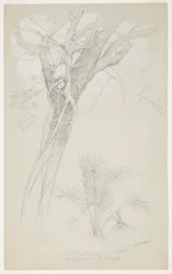 Study of Tree Trunk, Parasite Vine, and Palm Plant, Jamaica