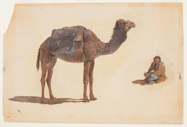 Study of a Dromedary