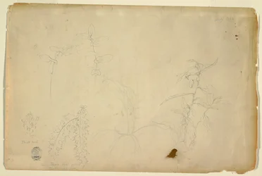 Thorns and Thistles